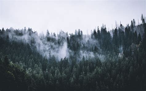 Download 3840x2400 Wallpaper Green Forest Fog Nature