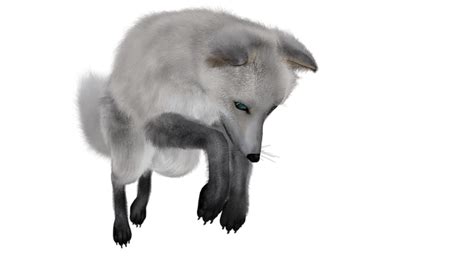 Arctic Fox Png Transparent Image Download Size 640x360px