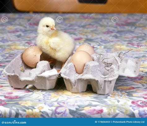 A Baby Chick Inside An Egg Carton With Other Eggs Stock Image Image