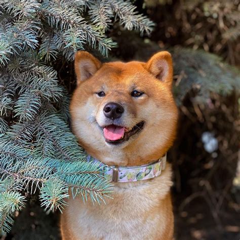 17 Pros And Cons Of Owning Shiba Inu Dogs Pettime