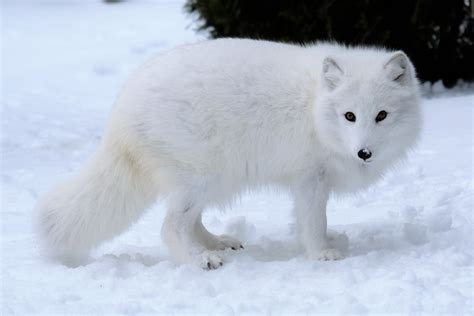 Arctic Fox Wild View