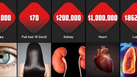 Price Comparison Human Organs Prices Youtube