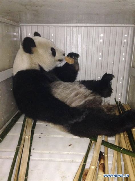 Belgians Warmly Welcome Arrival Of Chinas Giant Pandas 315