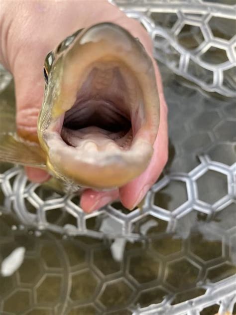 Do Trout Have Teeth Includes Pictures Sipping Mayflies