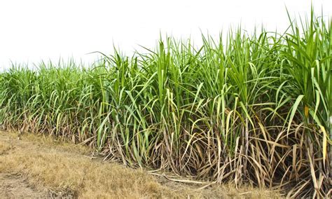 What Is Sugar Cane With Pictures