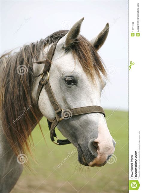 Head Shot Of A Beautiful Arabian Horse In Pasture Stock