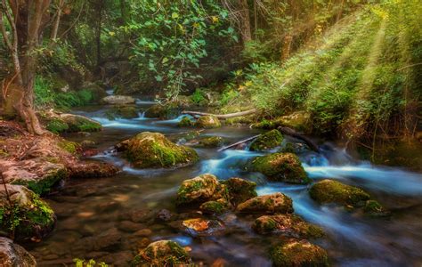 Rays Of Sunlight On Forest Stream