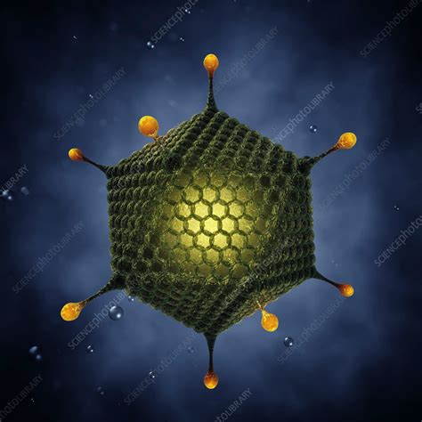 Adenovirus Illustration Stock Image F0238548 Science Photo Library