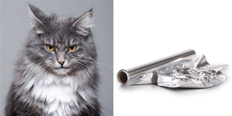 Why Do Cats Hate Aluminum Foil