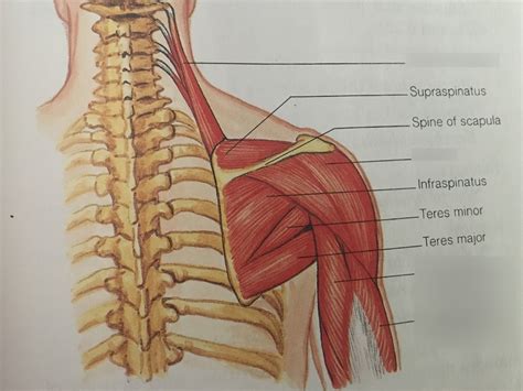 Shoulder Muscles Anatomy Diagram Quizlet
