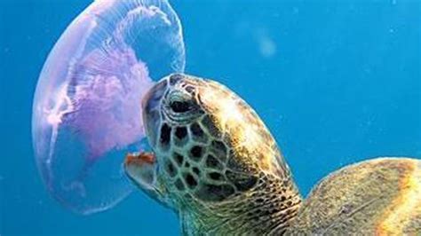 Sea Turtle Eating Jellyfish 