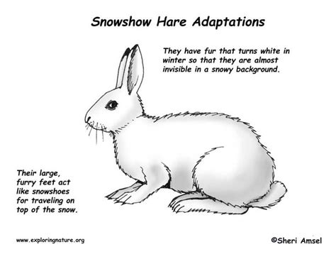 Snowshoe Hare Drawing