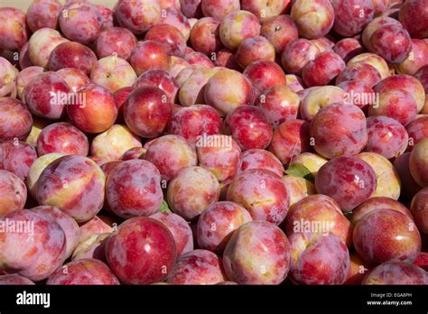 African Plum Hi Res Stock Photography And Images Alamy