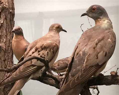 Passenger Pigeon Idaho Birds