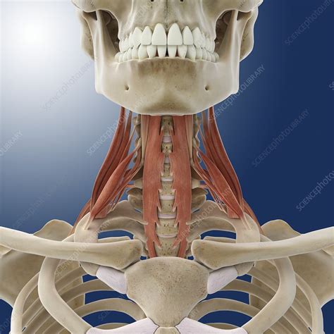 Neck Muscles Artwork Stock Image C0145066 Science Photo Library