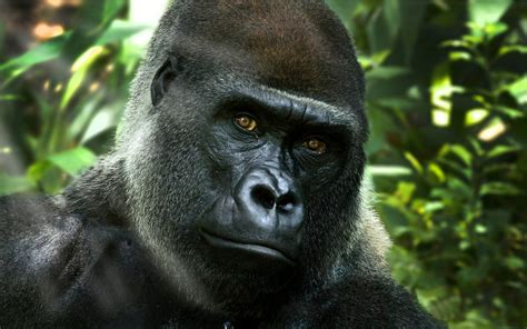 Gorilla Full Hd Wallpaper And Background Image 1920x1200 Id547949