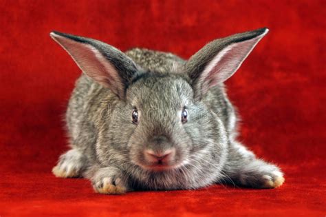 There are 16958 bunny face for sale on etsy, and they cost 1,89 $ on average. Rabbit with scared face stock image. Image of cute, elegant - 3545347