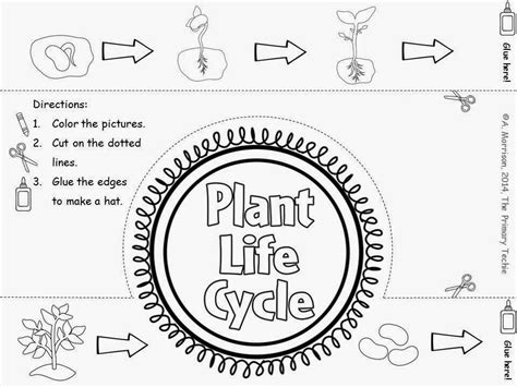 Plant Life Cycle Coloring Page