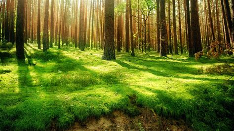 Download Nature Forest Hd Wallpaper