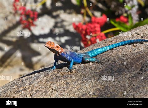 Red Headed Rock Agama On Exhibit At San Diego Zoo San Diego Ca Usa An