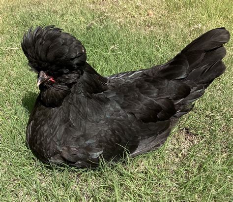 Crested Chicken Breeds Guide BackYard Chickens Learn How To Raise