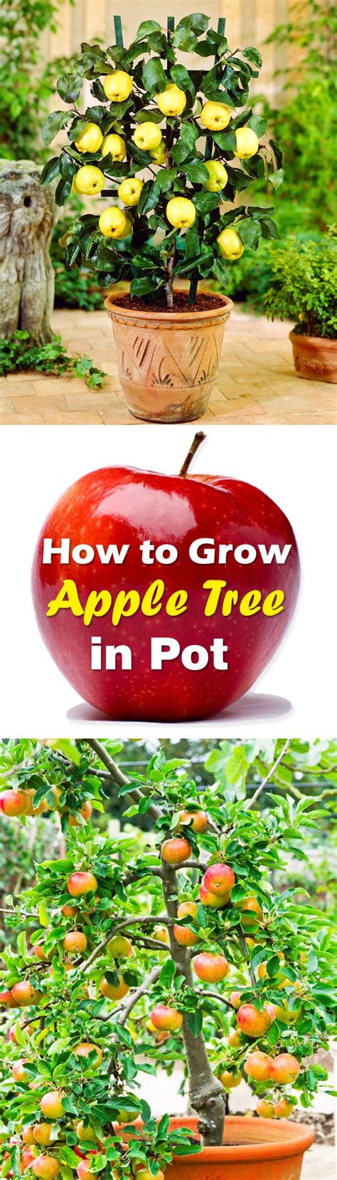 Growing Apple Trees In Pots How To Grow Apple Tree In A Container