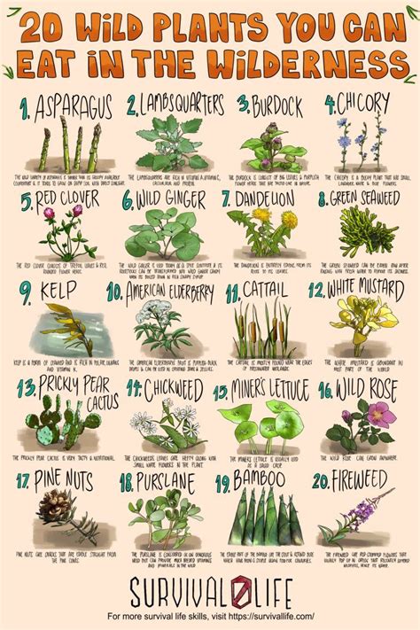 Foraging For Edible Wild Plants Is An Invaluable Skill For Preppers As