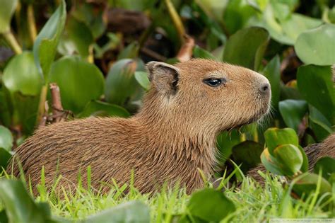 Capivara Papel De Parede