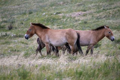 Visit The Khustain Hustai Nuruu National Park Insight Mongolia
