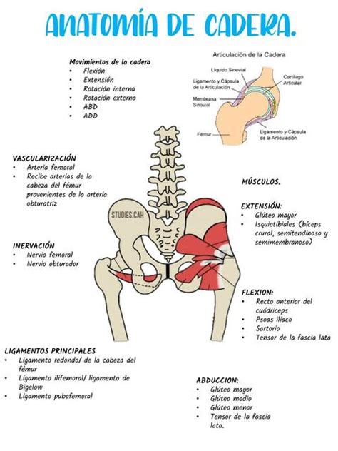 AnatomÍa Udocz