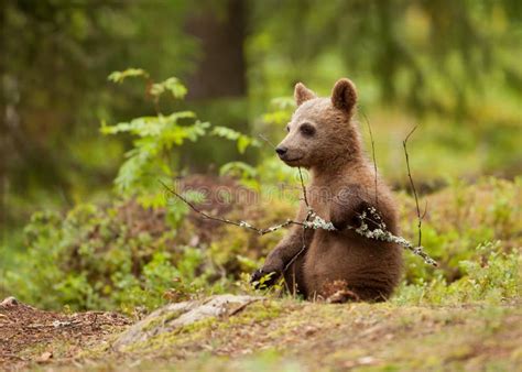 Eurasian Brown Bear Ursos Arctos Cub Stock Image Image Of Common