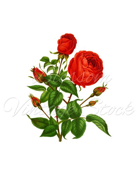 Red Rose Vintage Rose Clipart Rose Vintage Graphic Rose Etsy