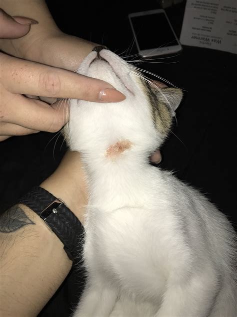 Sore Underneath Kittens Chin With Pictures Please Help Thecatsite