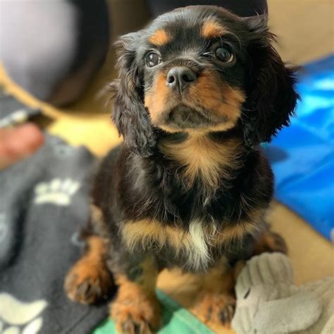 Cavaliers have an even temper, and a sweet, gentle face with big, round eyes. Cavalier King Charles Spaniel Puppies For Sale | Key West ...