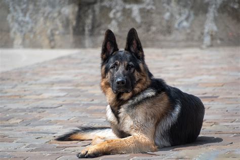 Dog German Shepherd Pet Free Stock Photo Public Domain Pictures