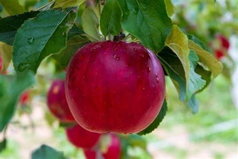 Grafted Red Apple Plant At Rs 67900piece सेब का पौधा एप्पल प्लांट Padmavathi Nursery