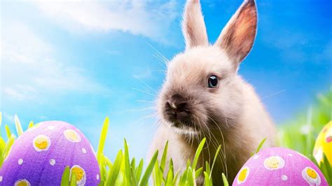 Bunny Easter Wallpapers Wallpaper Cave