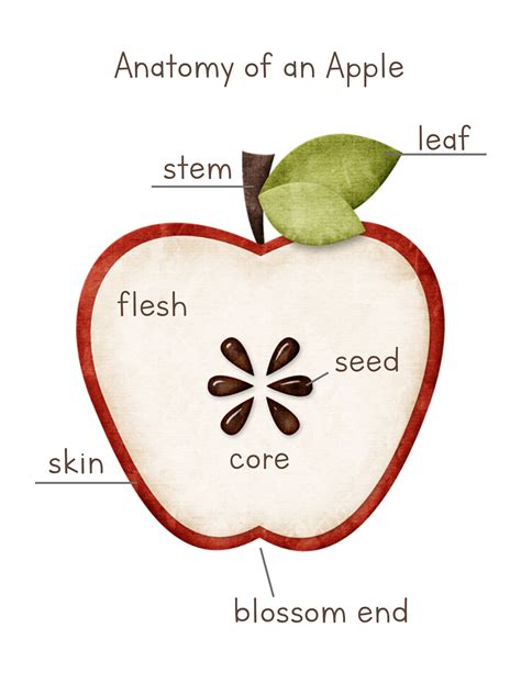 Apple Anatomy Parts Of An Apple Poster Digital Print Instant