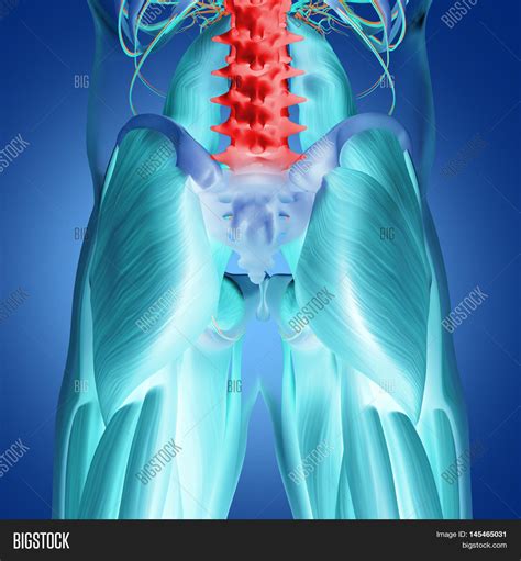 Human Anatomy Spine Image And Photo Free Trial Bigstock