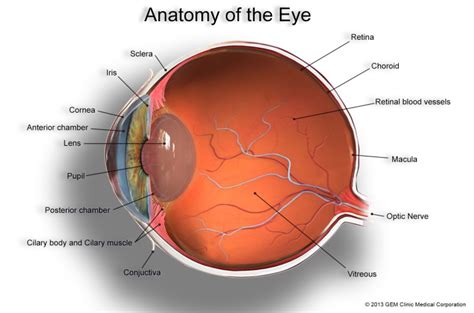 About Basic Eye Anatomy Gem Clinic Glaucoma And Eye Management