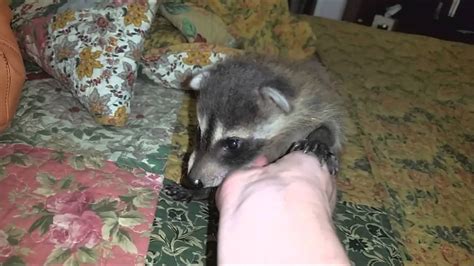 Cute Baby Raccoon Purring 051815 Youtube