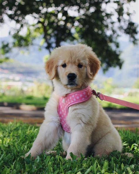 √√ Cute Golden Retriever Puppies Kakamega Kenya Buy Puppy In Your Area