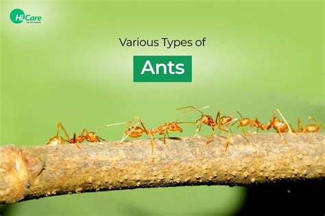 Different Types Of Ants And Facts About Them Hicare