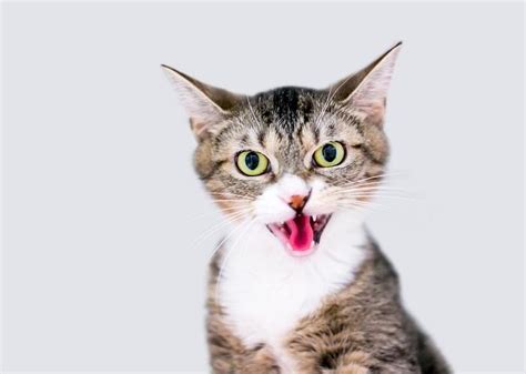 why do cats hiss at kittens a veterinarian explains