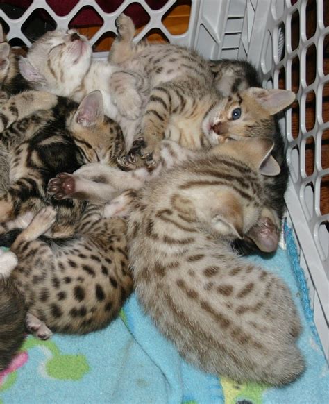 Junglelure Legend Line Of Bengals Kittens Shown Here Are 5 Weeks And 6