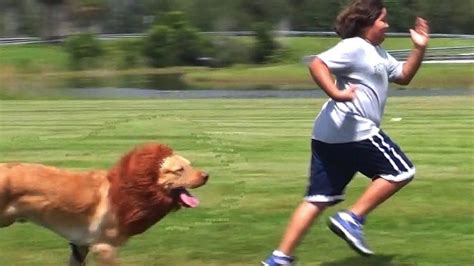 Funny Dogs Chasing People P1 Youtube