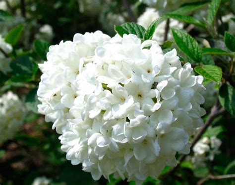 Jun 19, 2020 · learn how to plant, care for and prune butterfly bush in your garden. Poppular Photography: White Flowering Bush at Louisville Zoo