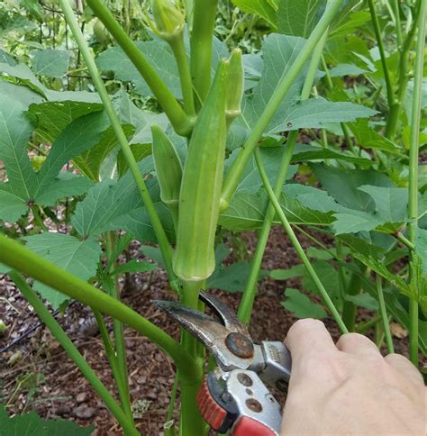 How To Grow Okra In Your Garden Or Raised Bed The Beginners Garden