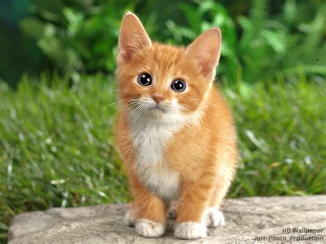 Hd Wallpaper 10 Most Beautiful Kittens And Baby Cats