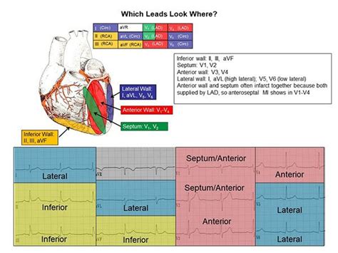Lead ECG Reference Chart Mail Napmexico Com Mx